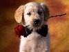 Ключевые слова (тэги): животные коричневое лучшее розы собаки цветы щенки
