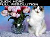 Обои Кошки ( Коты ) голубоглазый кот с вазой с цветами Животные фото