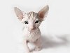 В мире существует 3 породы голых кошек-сфинксов: канадский сфинкс; ...