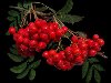 Ярко-красные, рдеющие на ветру, ягоды рябины – настоящий символ осени.
