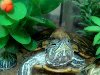 Фото моих красноухих черепах