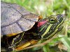 Красноухие черепахи Очень часто можно встретить в зоомагазинах, ...