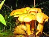 Лечение лисичками Лисички – целебные грибы. Их лечебные свойства обусловлены ...