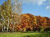 Осень - Леса, деревья / Природа фото обои
