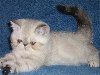Колорпоинты – это персидские кошки с типом окраса, как у сиамов.