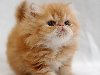 Смотрите фото очаровательных персидских котят.