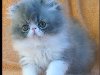 персидского котенка,, Алматы, продажа персидского котенка,, ...