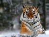 Амурский тигр Сегодня мы с вами окунемся в мир тигров, крупнейших хищников ...