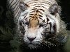 Картинки тигров на аватарку. Белый тигр. Уважаемый посетитель, Вы зашли на ...