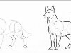 Как рисовать волка карандашом