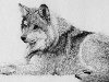 Рисунок волка карандашом