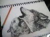 Волки. Рисунок карандашом