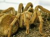 животные бразилия - бразильский ядовитый паук тарантул
