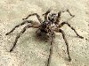 ядовитые пауки украины тарантул. Следующим в списке идет самый ядовитый паук ...