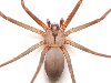 Изменение климата может увеличить количество ядовитых пауков