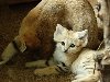 Барханная кошка или песчаная кошка (Felis margarita) выглядит несколько ...