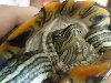 Красноухая черепаха, возраст 2 года, длина карапакса 20 см, аквариум на 70 ...