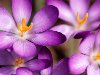 0617 990x664 Цвета: Лиловый. 6. Фиолетовые цветки крокуса обсыпанные ...
