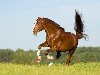 Фото лошадей и коней - фотографии лошадей - картинки и рисунки с единорогами ...