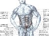 ... следующие мышцы: прямая мышца живота, внутренняя косая мышца живота, ...