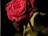 Красная Алая Роза самые красивые анимации цветов