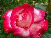 Анимация цветы,красная роза бесплатно скачать, Вы можете скопировать ссылку ...