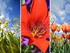 Красочные цветы Tulip три вертикальных Слайды тюльпаны фото Состав Красочные ...