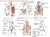 анатомия человека в картинках размер: 500x413