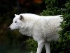 Белый волк картинка