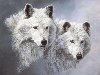 белые волки, размер: 1280x960 пикселей. Открыть в новом окне