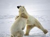 белый танец - медведи, танец