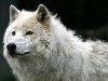 Белый волк (1680x1050). 1680x1050 (397,29 Kb)