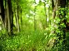 Природа, красивые, лес, свежий воздух, чистота, деревья, растения, листва