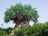 У лукоморья дуб зеленый. Природа. Необычное дерево в Лимпопо, Мозамбик. У ...