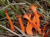 Разделы: Л, Съедобные грибы. Лисичка желтеющая (Cantharellus lutescens) ...