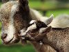 Как выяснилось, козы способны помнить голос своего потомства на очень ...