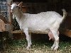 Популярные породы коз: зааненские козы