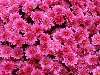 Малиновые хризантемы - Цветы - Обои для рабочего стола - Загрузка ...