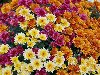 Хризантемы - Цветы - Обои для рабочего стола - Загрузка изображения