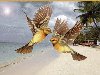 Птицы GIF анимация живые блестящие картинки гифки 11