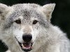Белый волк. Обсуждение на LiveInternet - Российский Сервис Онлайн-Дневников