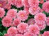 А вот красивые хризантемы, они не только красиво цветут, но и приносят ...