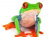 ... лягушки любопытных животных яркими живыми цветами stock photography