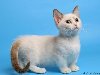 Порода коротколапых кошек появилась в штате Луизиана (США) в 1983 году.