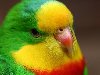 разноцветный попугай, клюв, скачать фото, обои для рабочего стола
