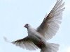 Почтовый голубь-рекордсмен продан за треть миллиона
