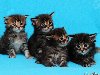 Таблица окрасов кошек разных пород и коды окрасов кошачьей шерсти:
