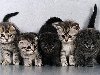 Особенности разных пород кошек У кошек имеются некоторые закономерности не ...