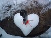 kot-v-kube — «Сердце кровью обливается» на Яндекс.Фотках