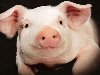 Борьба со свиньями продолжается в Волгоградской области